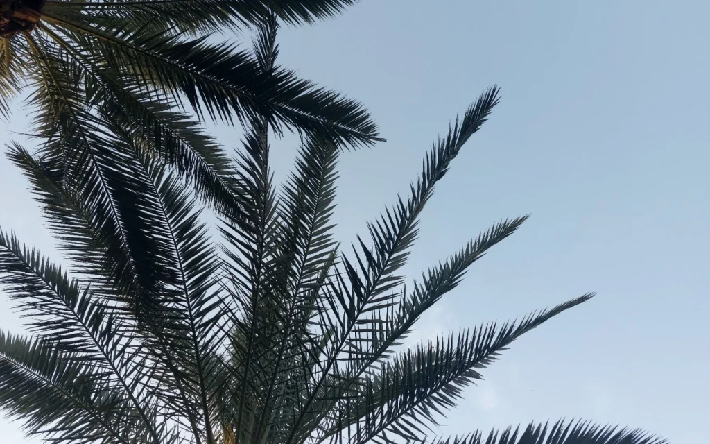 Palmiers sous un ciel bleu méditerranéen